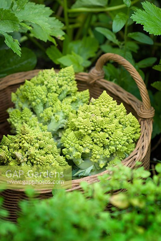 Romanesco cauliflower in a basket