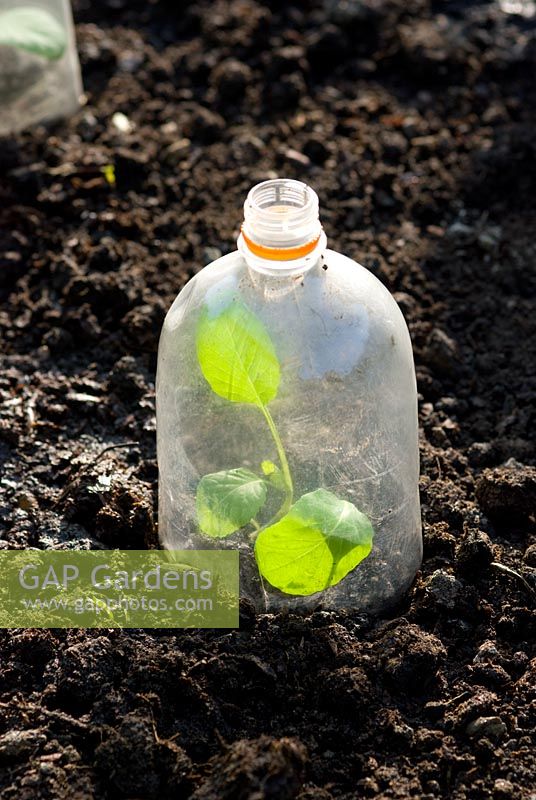 Young Brassica protected by recycled plastic bottle cloche