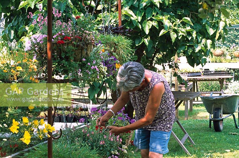 The nursery owner, Lieve Adriaensens, dead-heading the flowers in the hanging baskets at the Silene nursery in Belgium