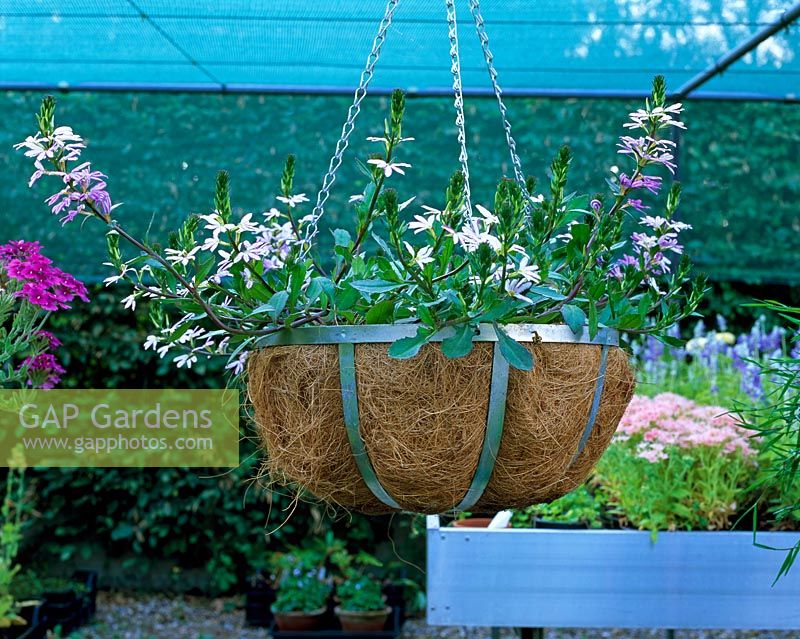 Mixed hanging basket for sale at the Silene nursery in Belgium