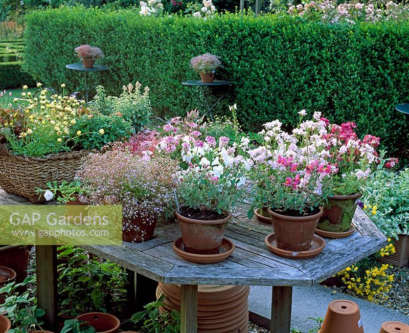 Terracotta pots on a table in the sales area, with a mixture of annuals including Petunia series at the Silene nursery in Belgium