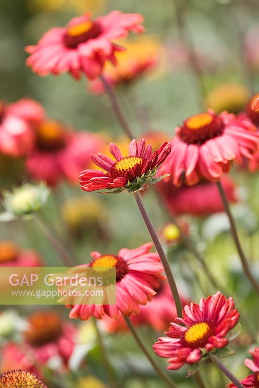 Gaillardia 'Burgunder' - Blanket flower
