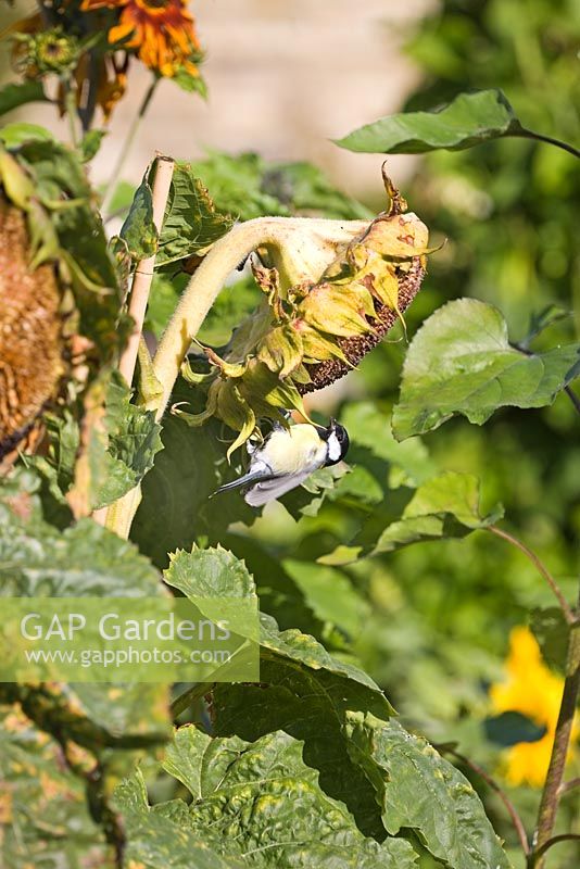 Helianthus 'Sunspot' with Great Tit eating sunflower seeds