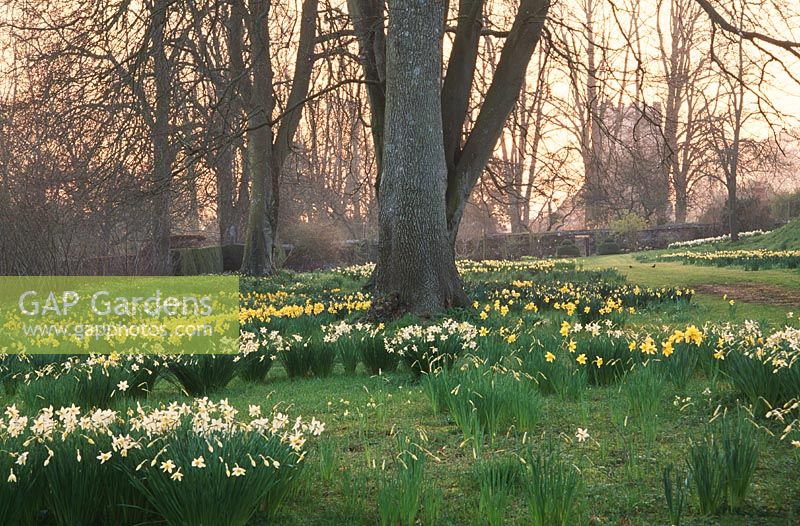 Carpets of Narcissi in the winterborne garden - Cranborne Manor Garden, Cranborne, Dorset
