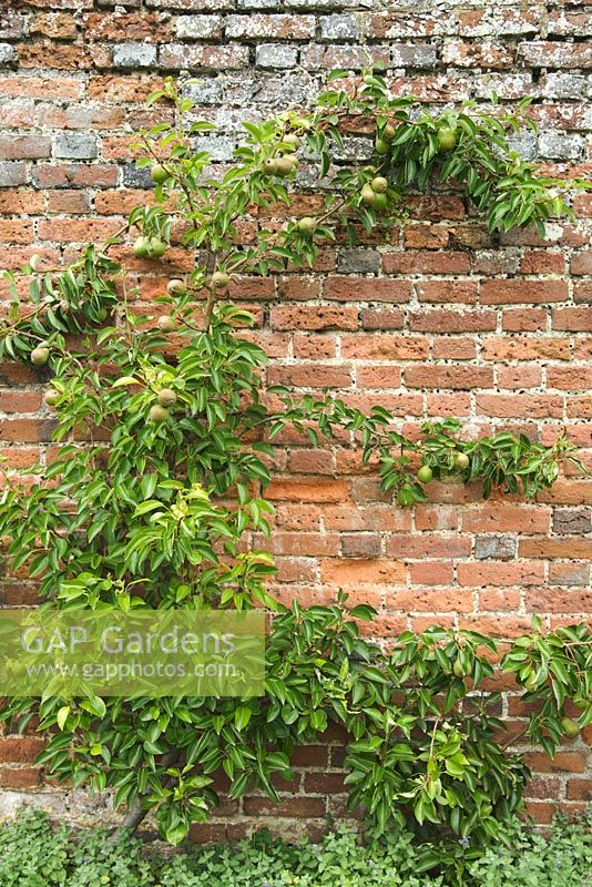 Pyrus - Pear tree growing up old brick wall