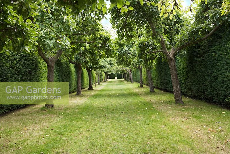 Apple tree lined walkway surrounded by Yew hedges