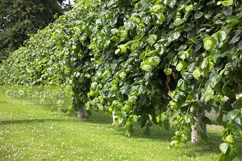 Pleached lime tree hedge