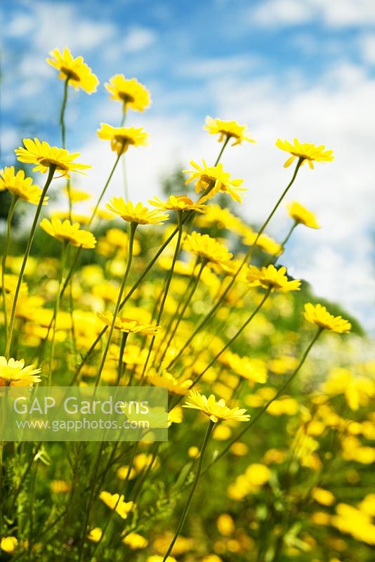 Argyranthemem frutescens - Yellow Marguerite Daisy  