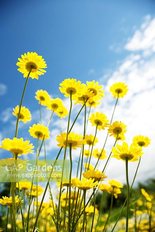 Argyranthemum frutescens - Yellow Marguerite Daisy  
