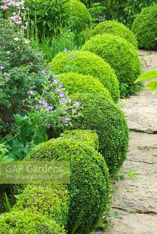 Clipped box lines the path of a cottage garden with Aquilegias and Geraniums
