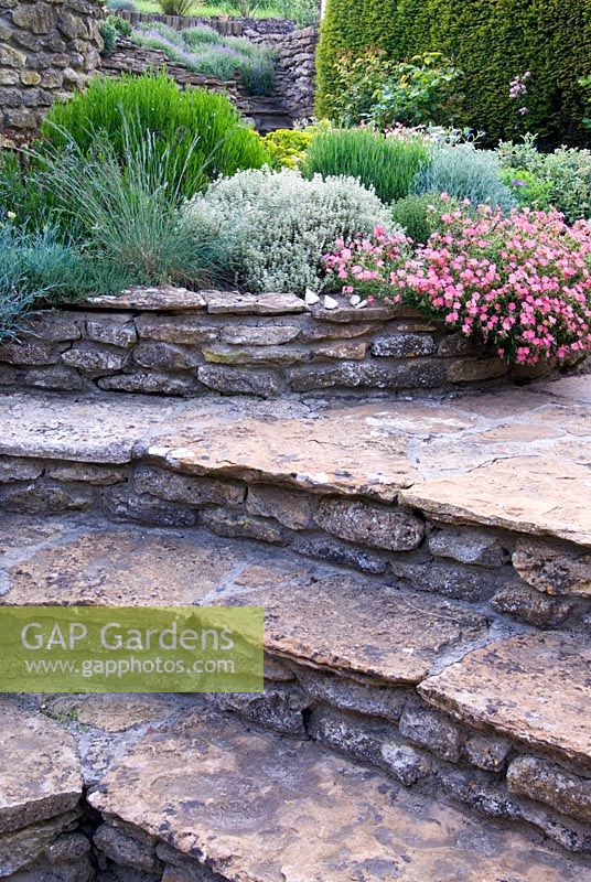 Broad, curving stone steps connect to terrace using stone retaining walls, with bed of sun lovers - Rock Roses, Thymes, Lavenders and Santolina
