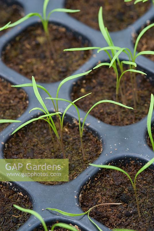 Anethum graveolens - Dill seedlings in cell trays