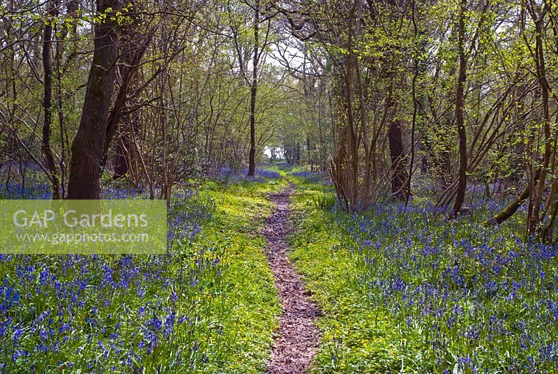 Path through Bluebell Wood - Hyacinthoides non-scripta