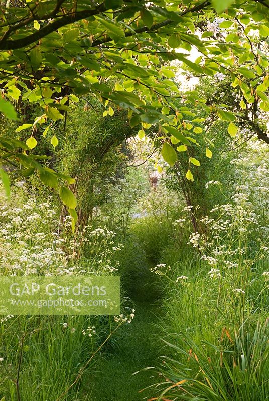 Willow arch with mown path through Anthriscus sylvestris 