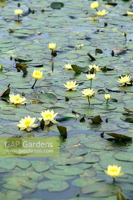 Nymphaea 'Pygmaea helvola' - Water Lilies