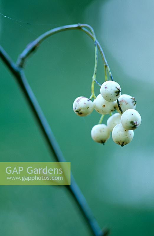 White berries of Sorbus gonggashanica