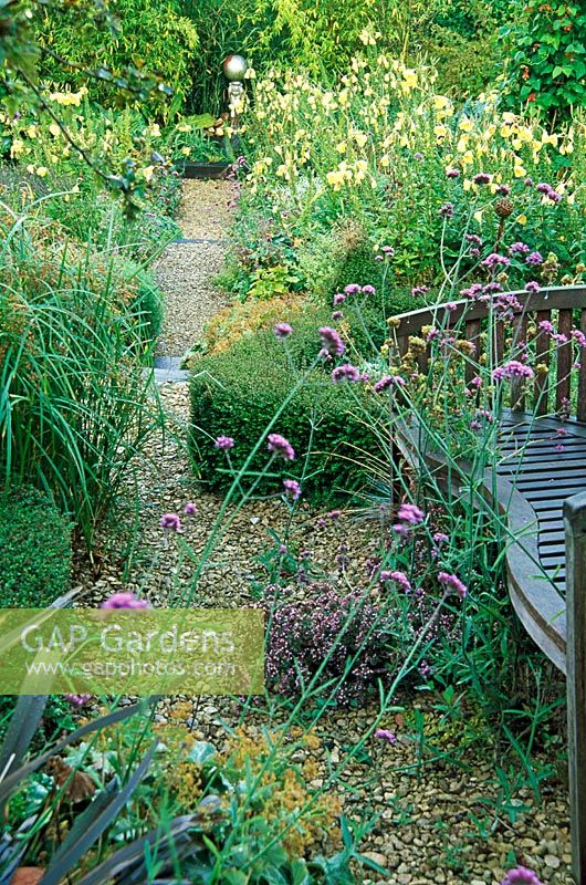Curved wooden bench delineated with low box hedges, softened with self seeded Verbena bonariensis, fennel and evening primrose