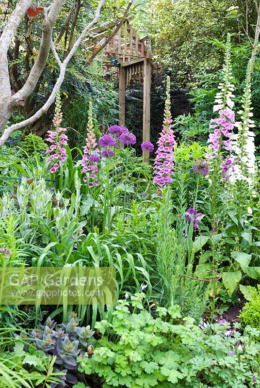 Mixed border with Digitalis and Alliums