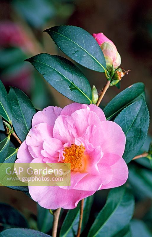 Camellia x williiamsii 'Jenefer Carlyon'