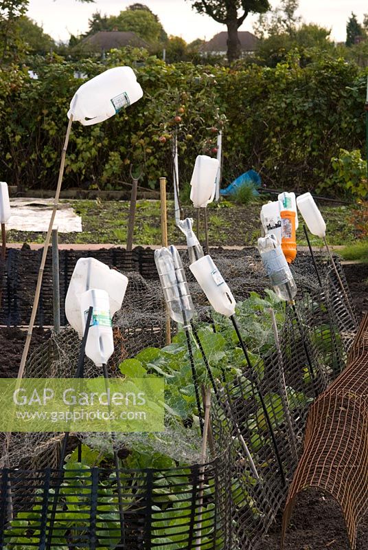 Recycled plastic bottles on canes, used as bird scarers in vegetable garden