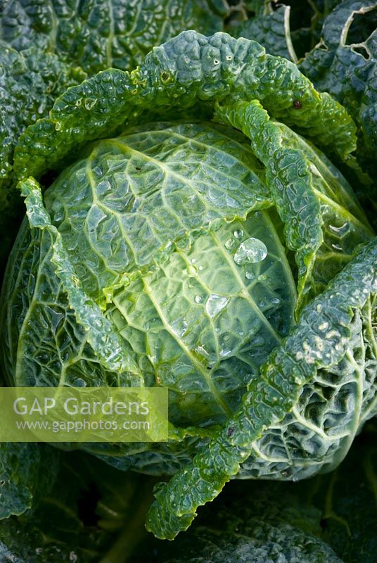 Brassica - Savoy cabbage with raindrops 