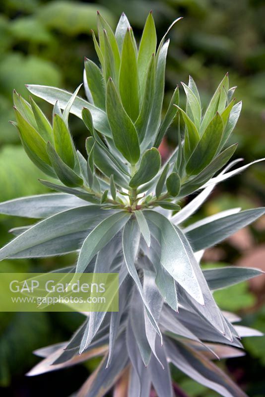 Leucadendron argenteum - Silver tree from South Africa at the Glasgow Botanic Gardens