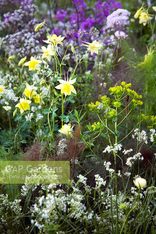 Yellow Aquilegia, Foeniculum and Luzula nivalis - RHS Chelsea Flower Show
