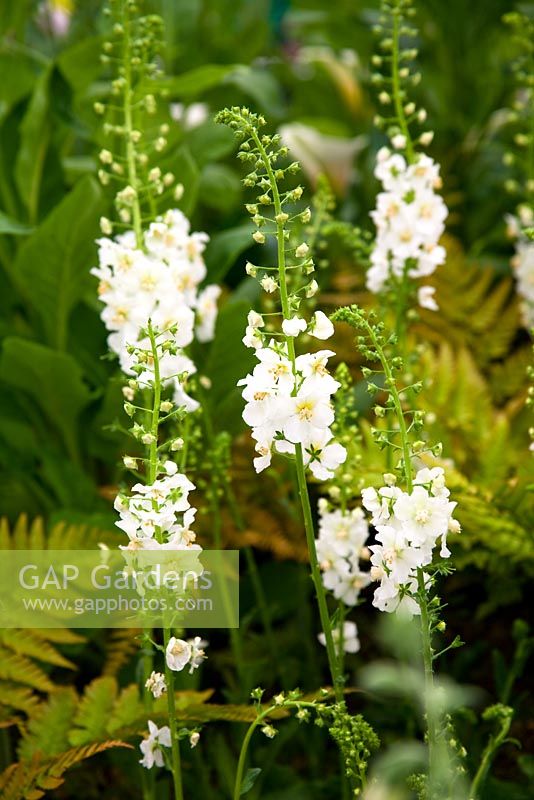 Verbascum phoeniceum 'Flush of White' - RHS Chelsea Flower Show