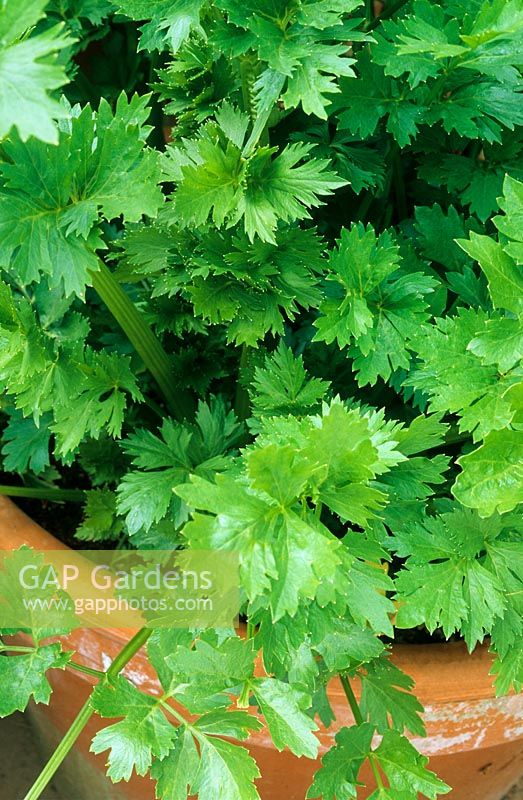 Leaf celery in a container