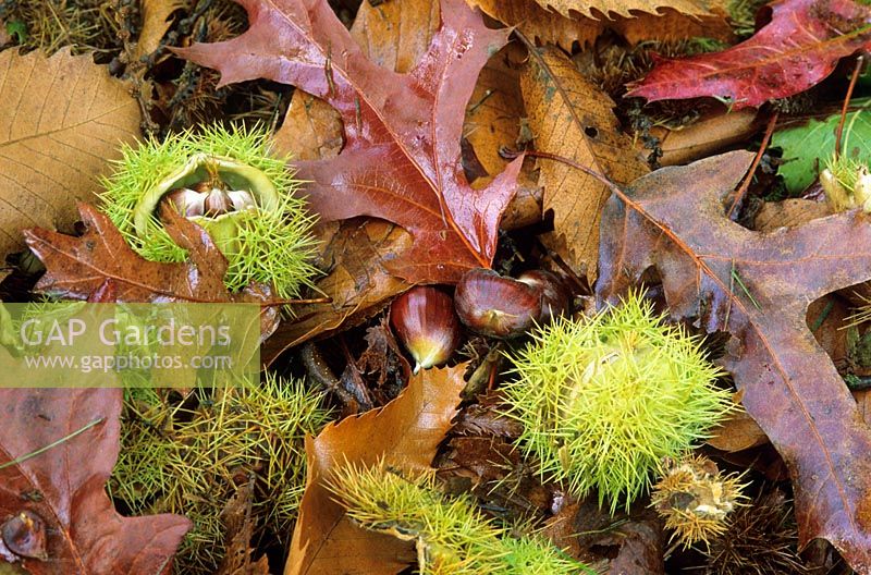 Fallen leaves and nuts of Castanea sativa - Sweet Chestnuts