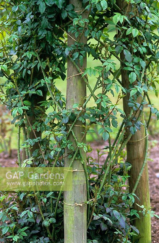Stems of Rosa 'Fraulein Octavia Hesse' trained on to posts