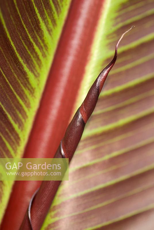 Ensete ventricosum 'Maurellii' - Red Abyssinian Banana, new leaf unfurling