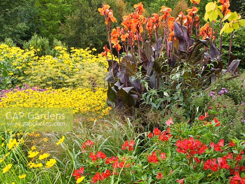 Planting of late summer perennials and ornamental grasses in the Square Garden at the RHS Garden Rosemoor - Rudbeckia fulgida var. deamii, Coreopsis 'Schnittgold', Canna 'Wyoming', Alstroemeria 'Red Beauty', Panicum virgatum 'Warrier' and Ulmus glabra 'Lutescens'