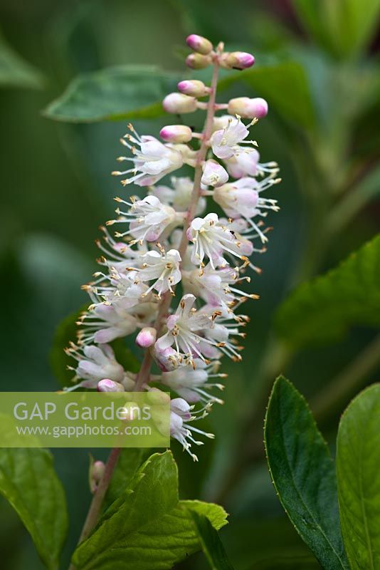 Clethra alnifolia - Sweet Pepperbush