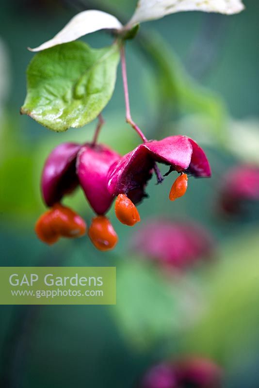 Euonymus oxyphyllus fruit with seeds - Korean Spindle Tree