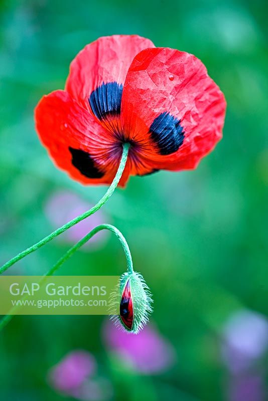 Papaver commutatum - Ladybird Poppy 