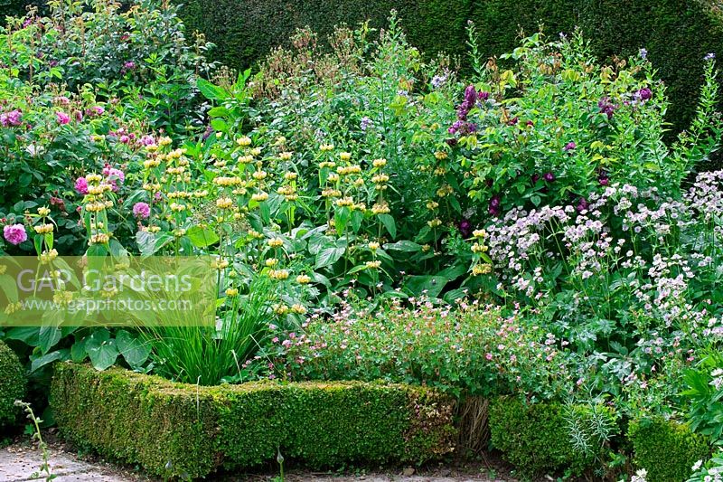 Buxus, Phlomis and Geraniums in mixed border edged with low clipped Buxus hedge - Jardin de Valérianes, France 
