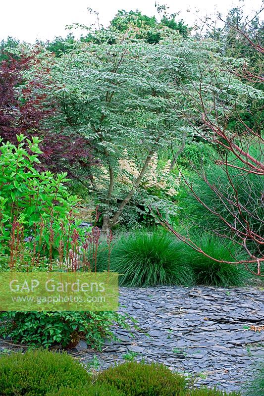 Mixed contempory planting with Cornus alba 'Elegantissima' to left - Jardin de Valérianes, France 