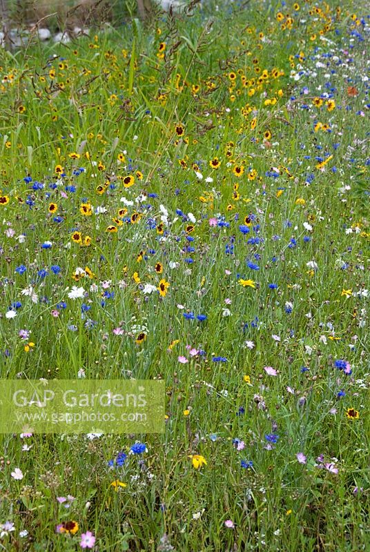 Wildflower mixture used around roundabout in Southern France