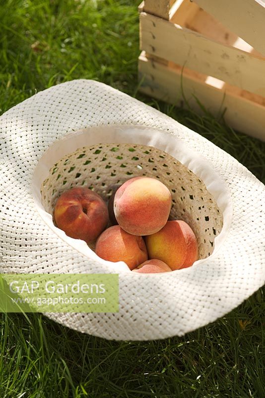 Freshly picked peaches in straw sun hat