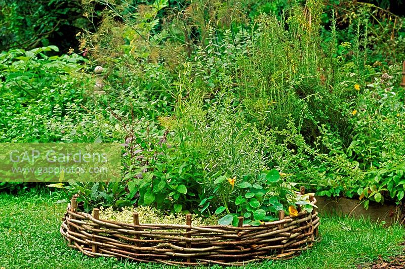 Yellow Nasturtium, variegated oregano, small baym moroccan mint, red orach, fennel and a curry plant and Hyssop surrounded by circular willow edging