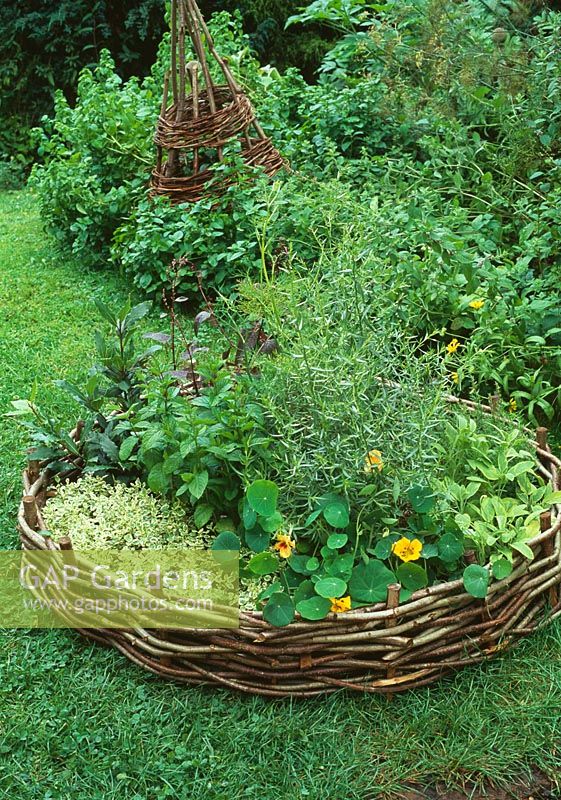 Yellow Nasturtium, variegated oregano, small baym moroccan mint, red orach, lime green fennel, curry plant and Hyssop surrounded by circular willow edging