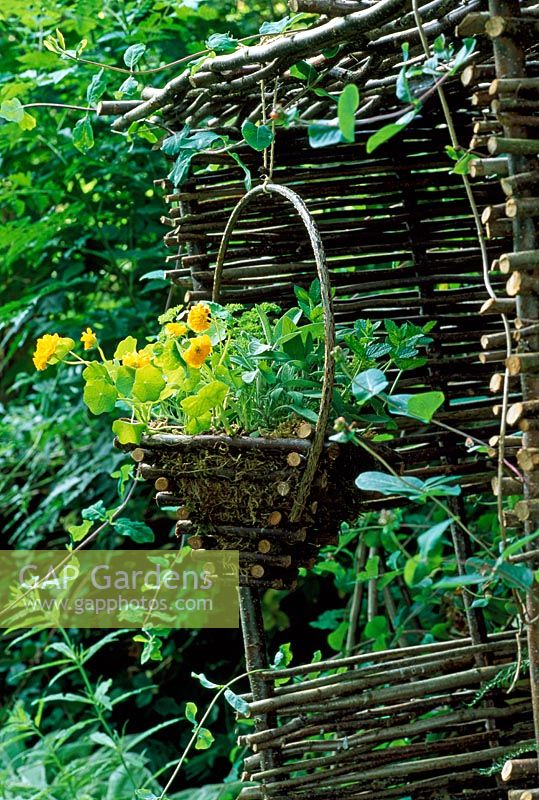 Tropaeolum majus 'Darjeeling Gold', Salvia officinalis and Mentha spicata 'Moroccan' in hanging basket