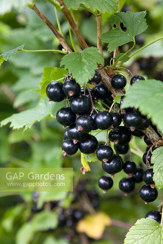 Ribes nigrum 'Ben Conan' - Blackcurrants 