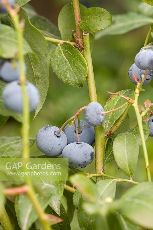 Vaccinium 'Bluecrop' - Blueberries