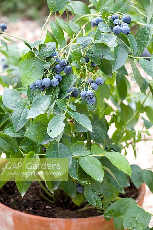 Vaccinium 'Toro' - Blueberries