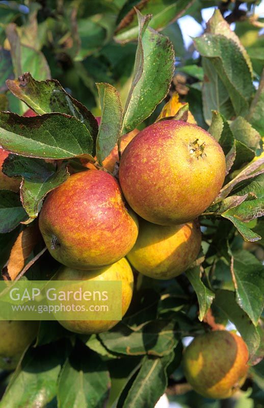 Malus 'King of The Pippins' 