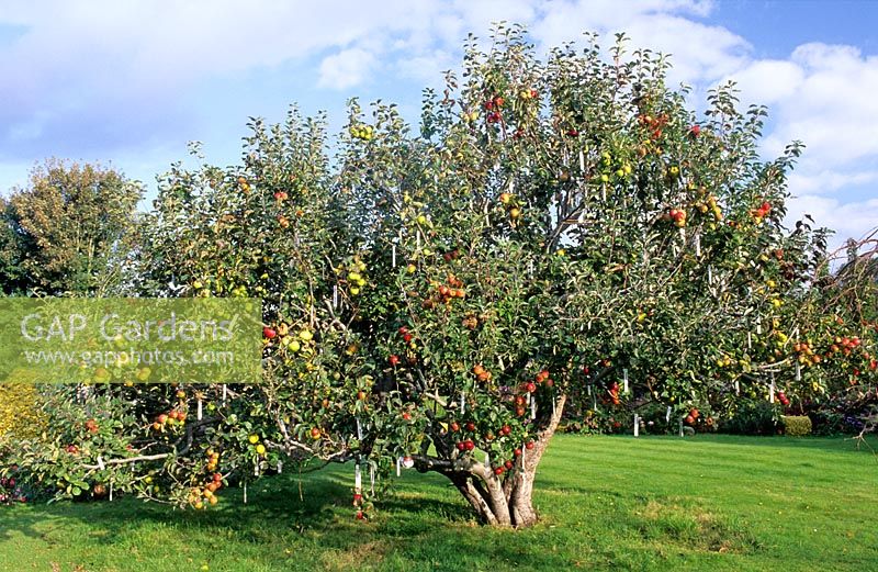 Paul Barnett's family apple tree