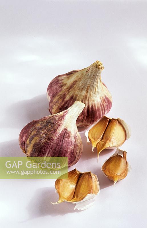 Garlic 'Germidour'