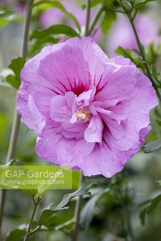 Hibiscus 'Lavender Chiffon'